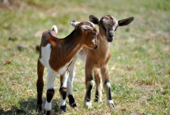 Is Your Marketing Department a Herd of Baby Goats?